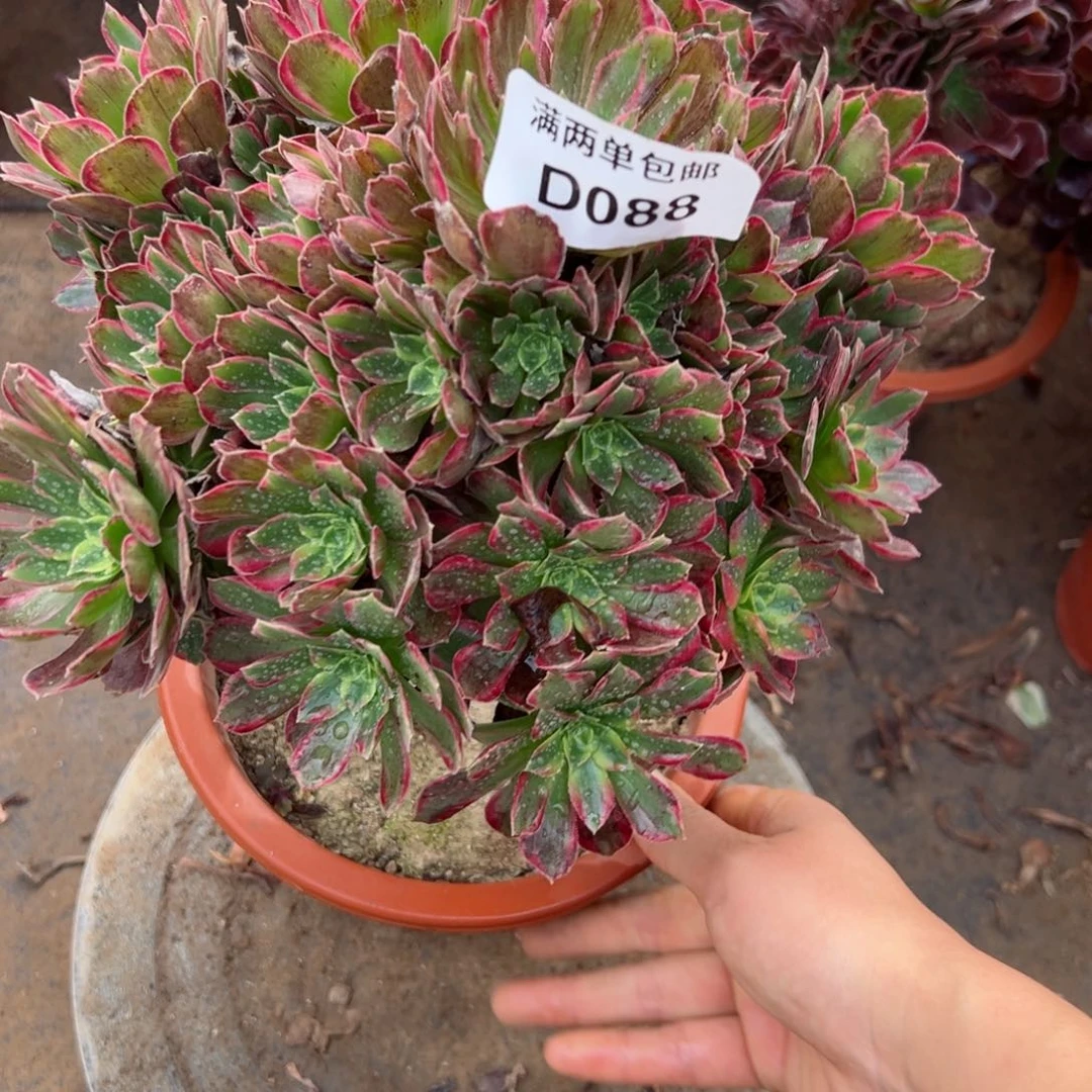 088安娜法师多肉