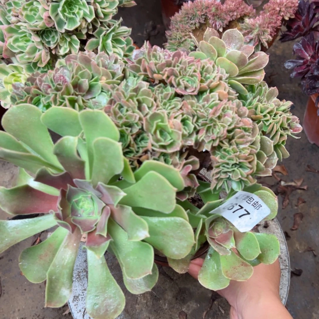 677玫瑰缀法师多肉