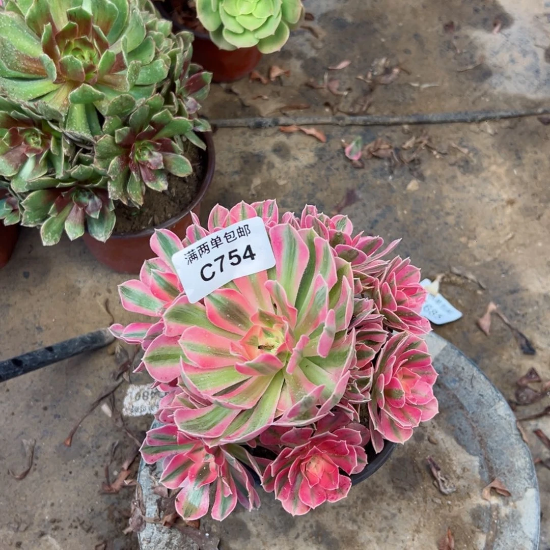 754粉女巫法师多肉