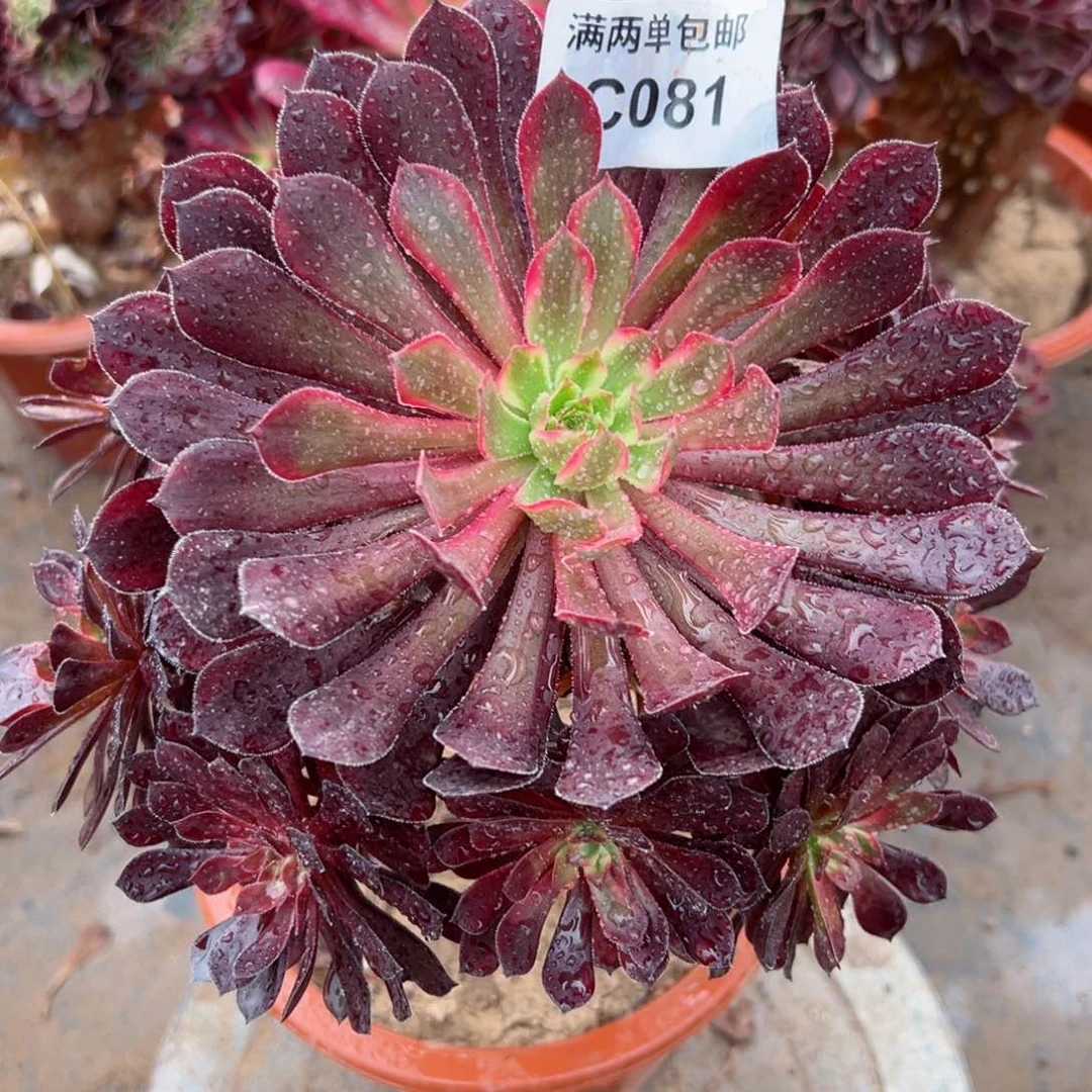 081黑白法师多肉