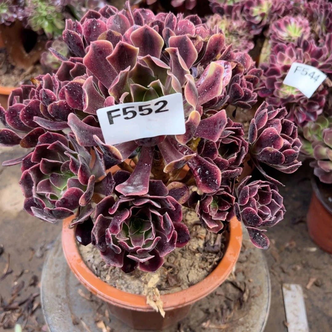 552欧嘉莉法师多肉