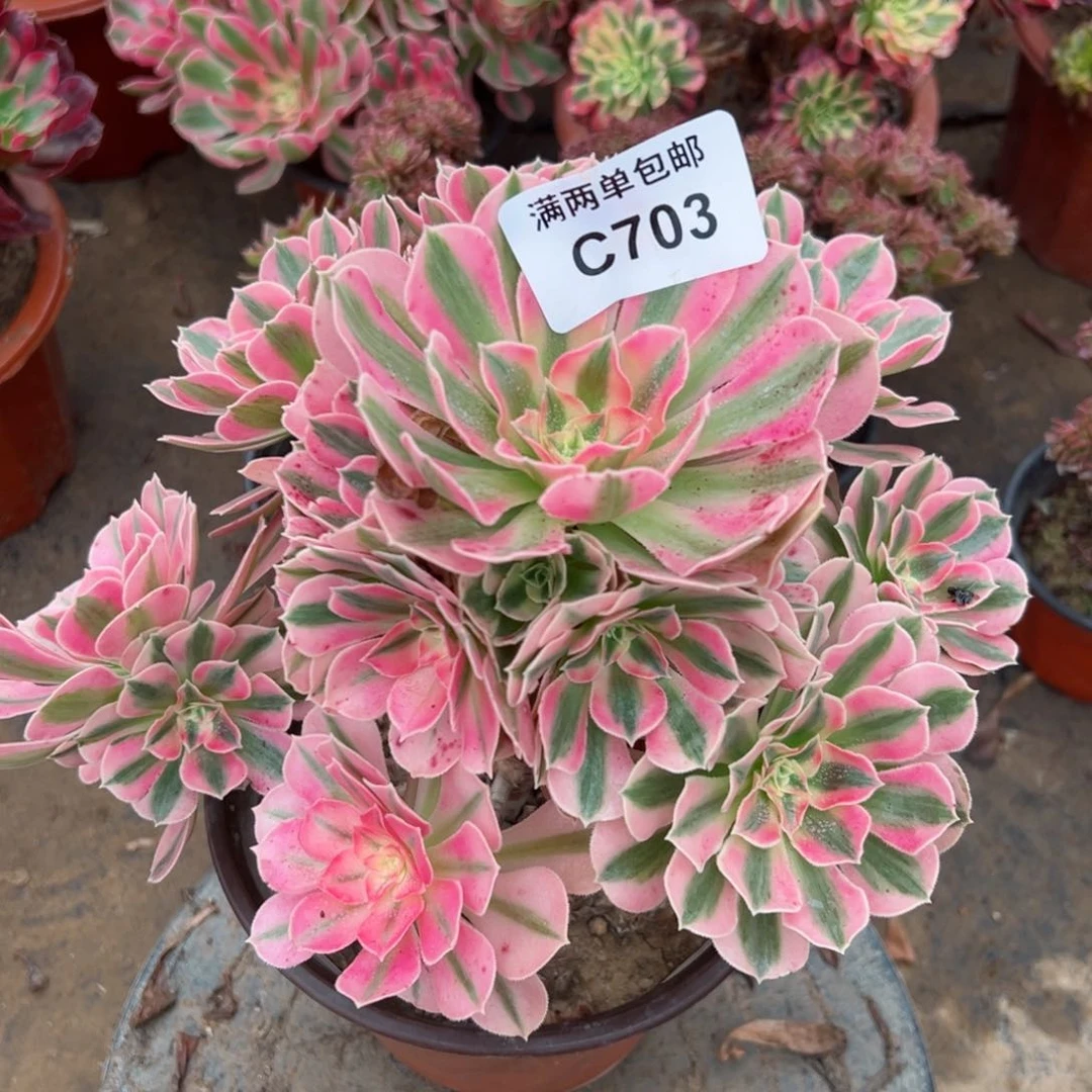 703根女巫法师多肉