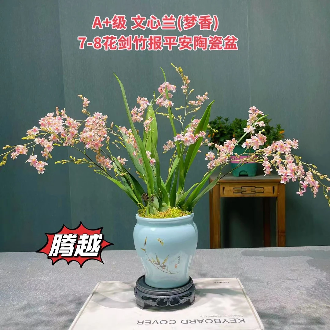 鲜艳浓香粉色文心兰带花苞发货室内绿植高档香水味兰花