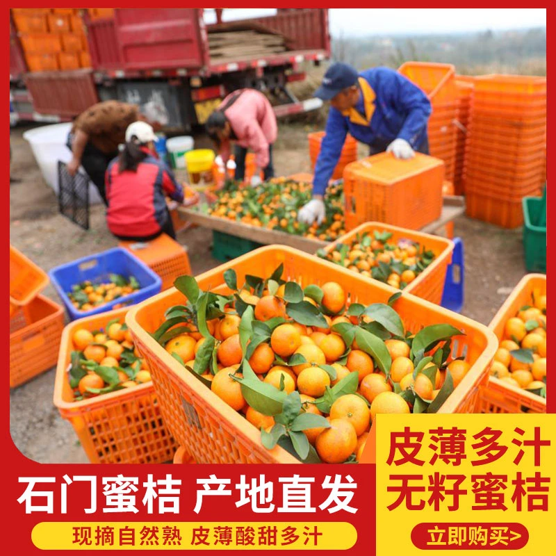 现摘石门柑橘国庆一号薄皮无籽孕妇水果酸甜可口5斤/9.5斤