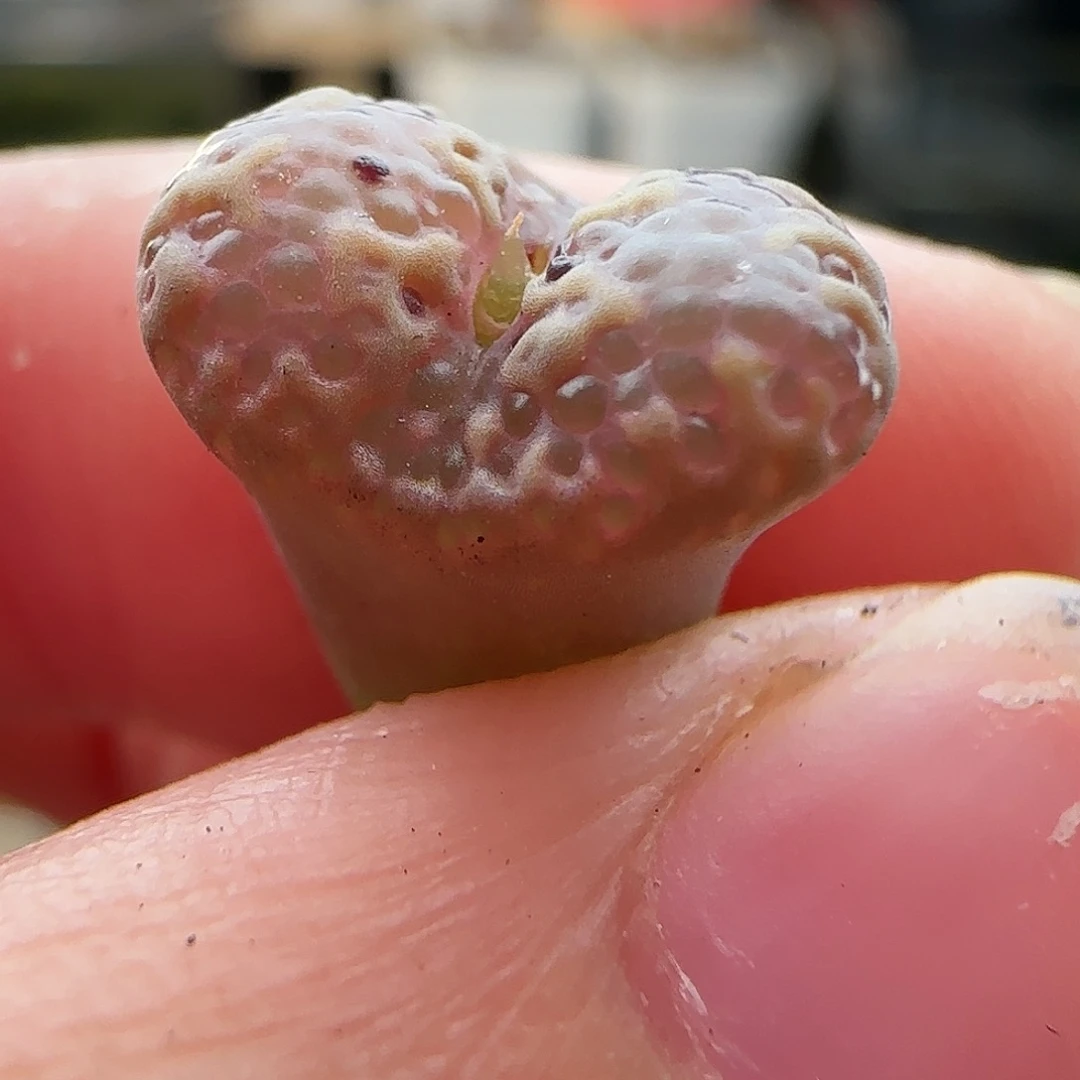 11.1.13/鱼子酱勋章单头/多肉植物