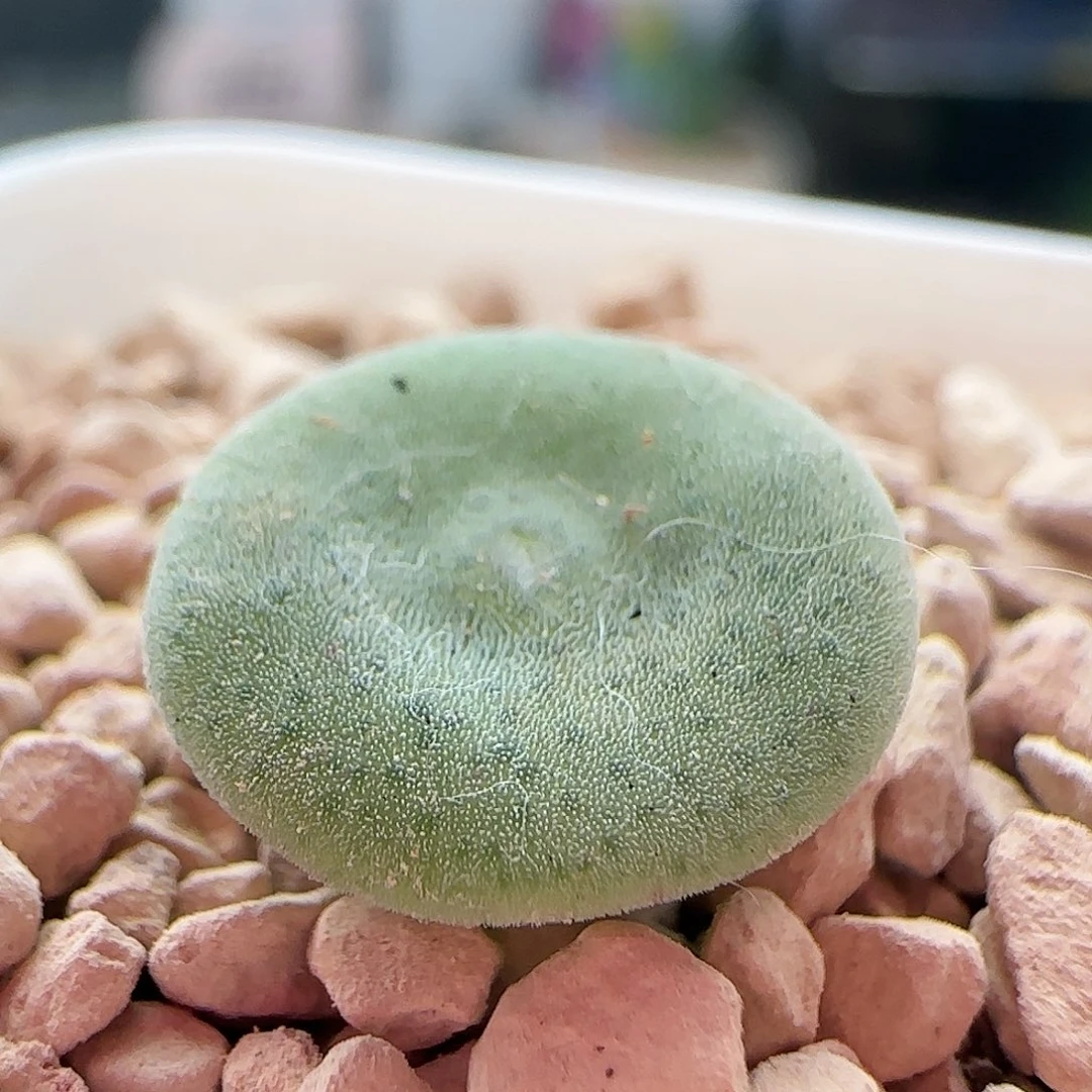 11.10.28/evj8512毛饼/多肉植物