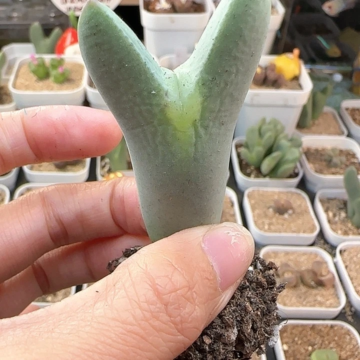 10.23.51/单头少将/多肉植物