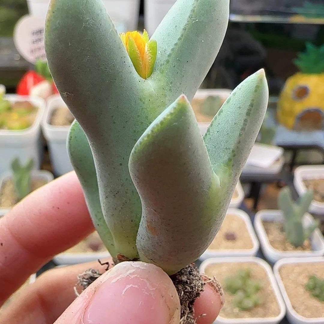 10.31.11/毛毛的三头少将/多肉植物