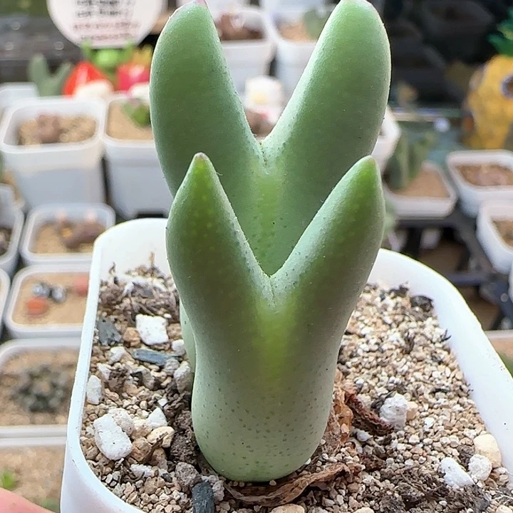 10.23.23/可爱的双头少将/脱土发/多肉植物