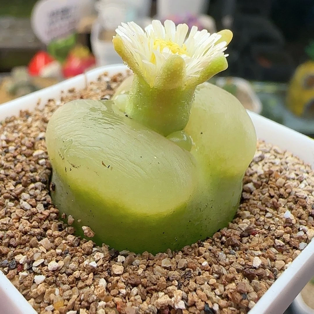 11.2.17/O泡2.6厘米/多肉植物