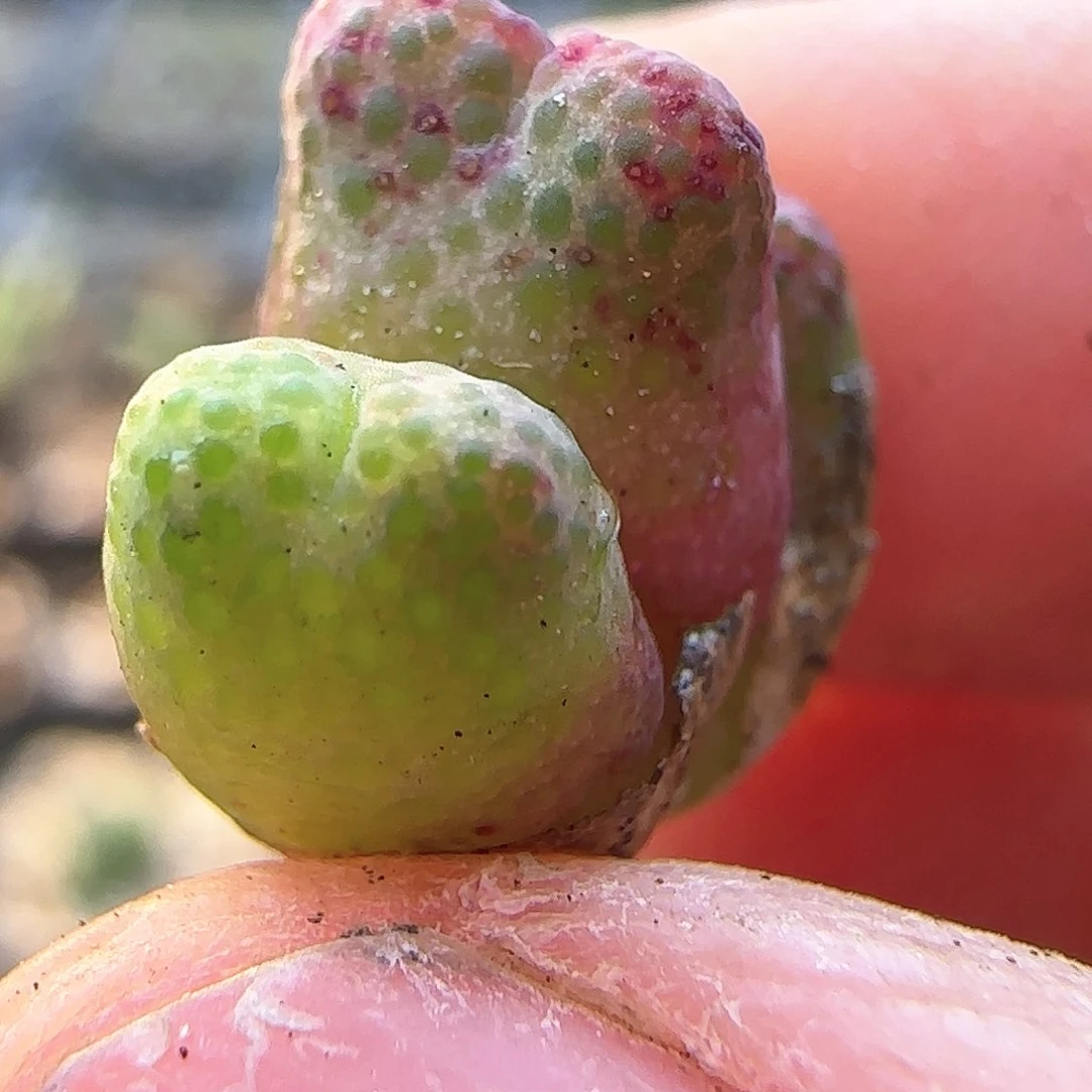 10.13/955d斑马三头/多肉植物