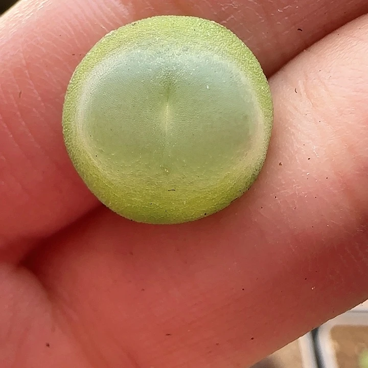 一**桔10.23.27/紫皮拉登/多肉植物