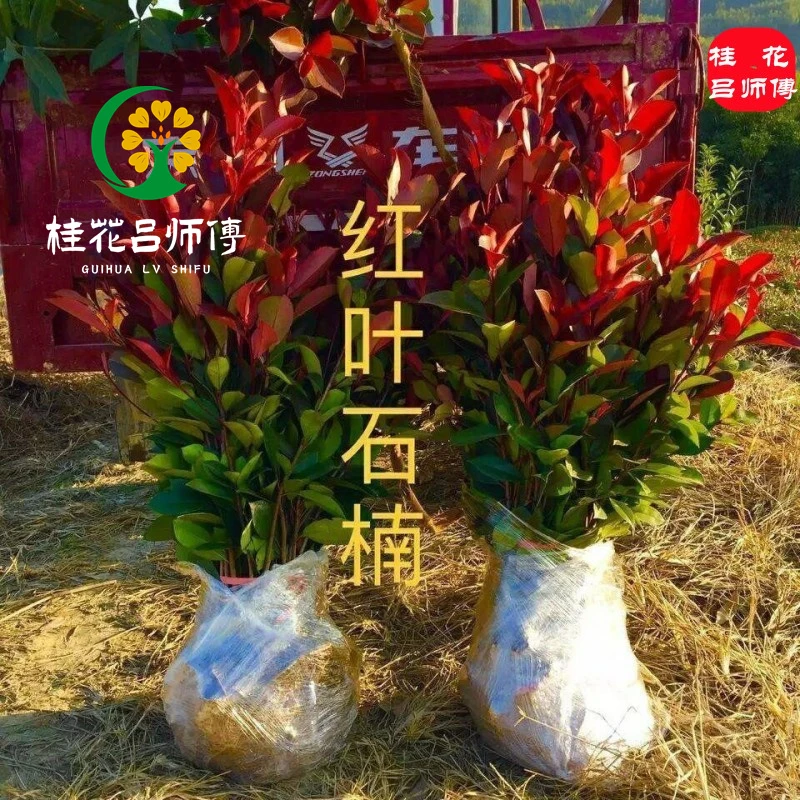 红叶石楠四季常青绿化苗木 树苗庭院园林景观苗石楠大树篱笆苗