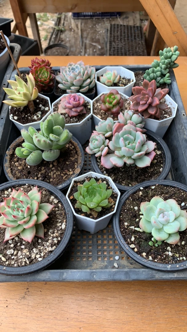 阳台多肉植物盆栽套餐13颗绿植室内好养净化空气