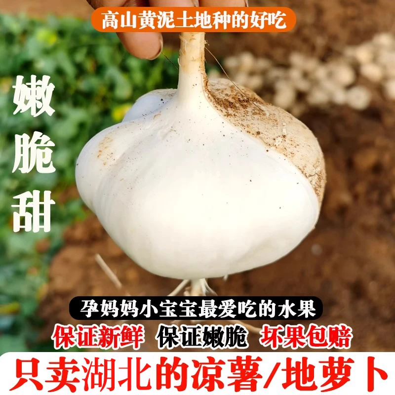 湖北地萝卜凉薯新鲜现挖白心地瓜新鲜水果农家高山黄泥巴地沙葛脆