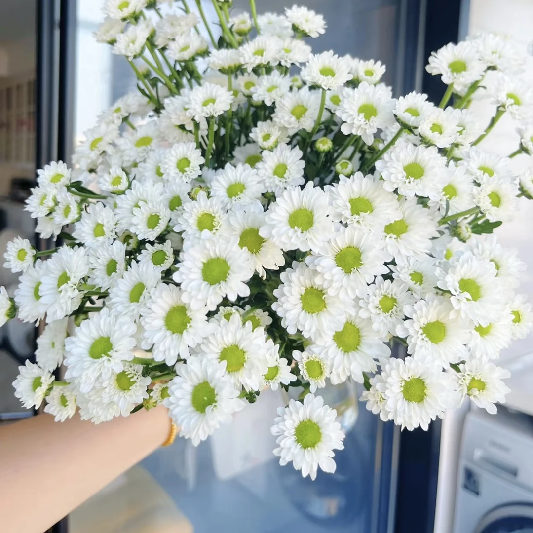 凯蒂白 小菊10枝 全店任意5单一个运费