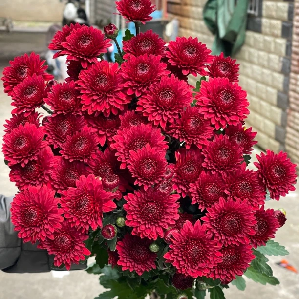 中国红 小菊10枝 全店任意5单一个运费