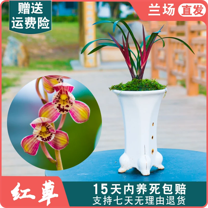 【建兰红草红荷】兰花苗浓香室内国兰名贵花卉绿植盆栽兰草客厅阳台
