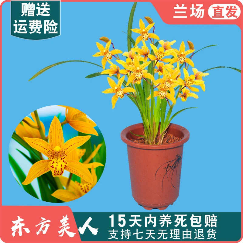 裸根/带盆【建兰东方美人】兰花苗 四季兰浓香型种植基地直发兰花