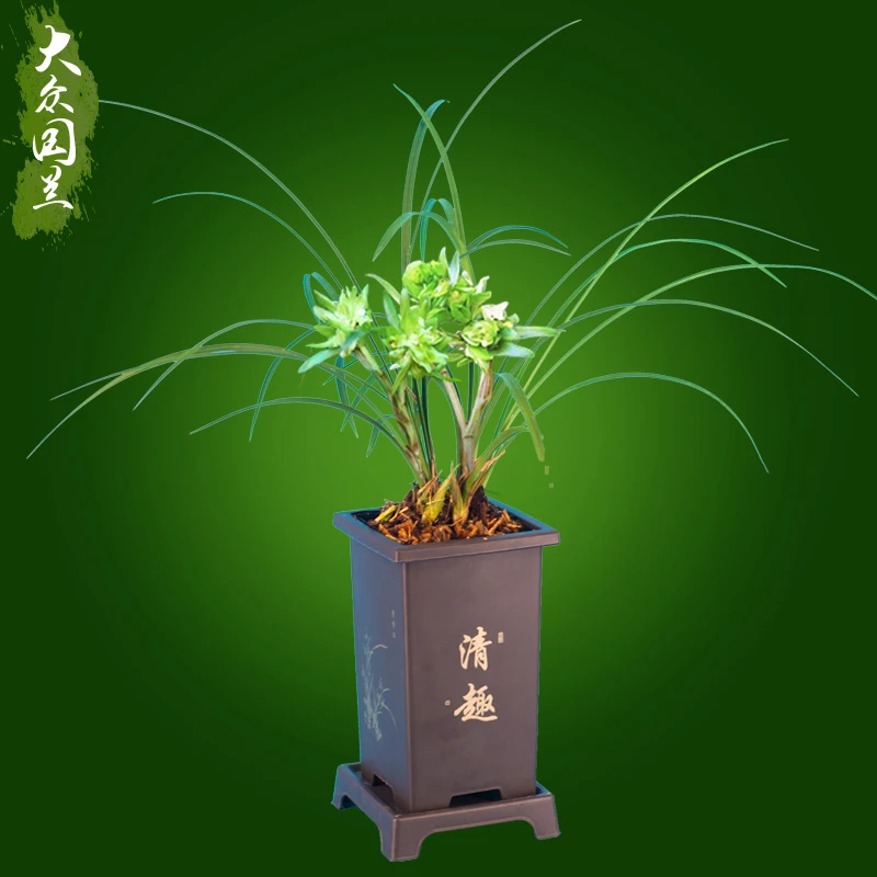 带盆【春兰余蝴蝶】细叶兰花苗盆栽绿植浓香客厅书房办公室植物兰草