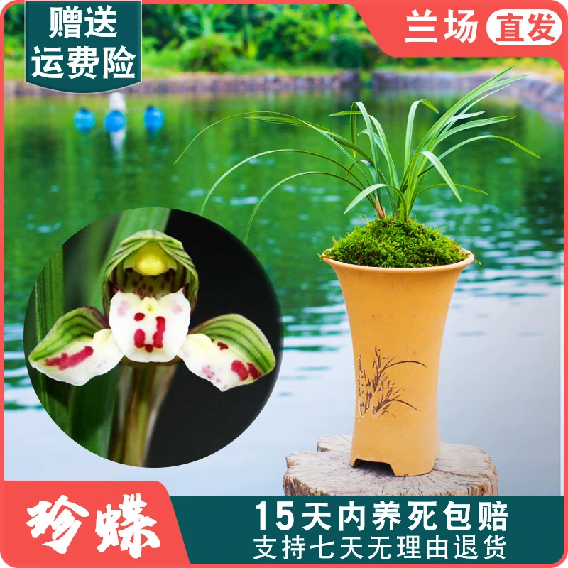 【春兰珍蝶】兰花苗老种浓香型名贵盆栽花卉植物室内客厅好养美观