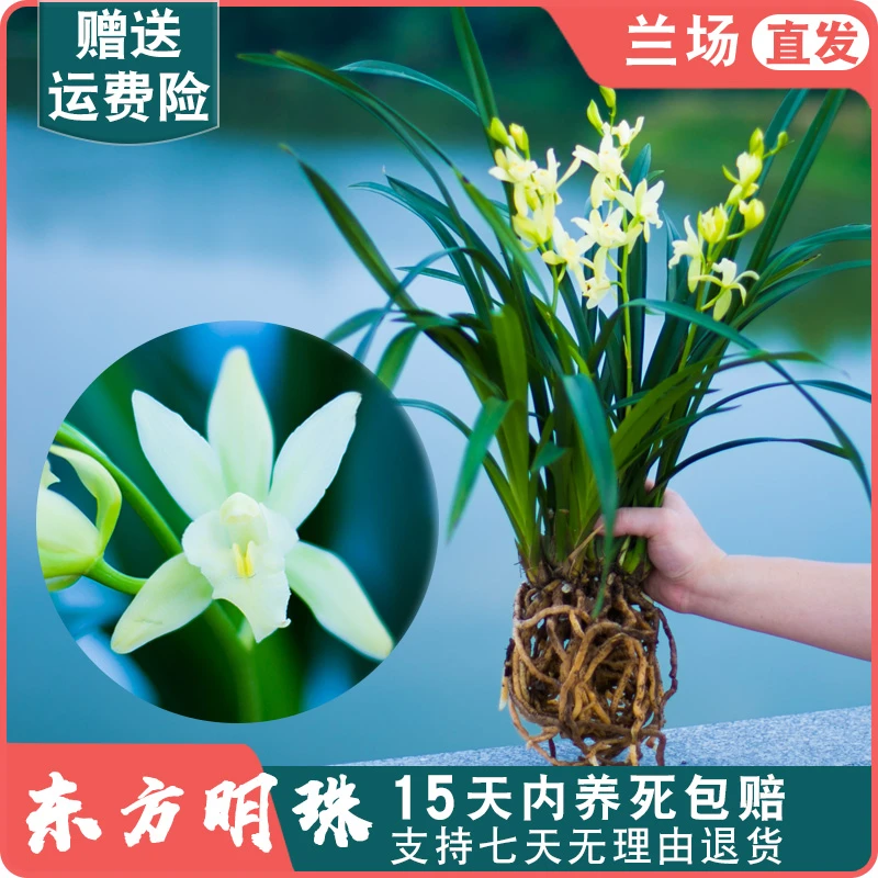 【建兰东方明珠】兰花苗名贵盆栽花卉植物浓香兰草国兰室内客厅阳台