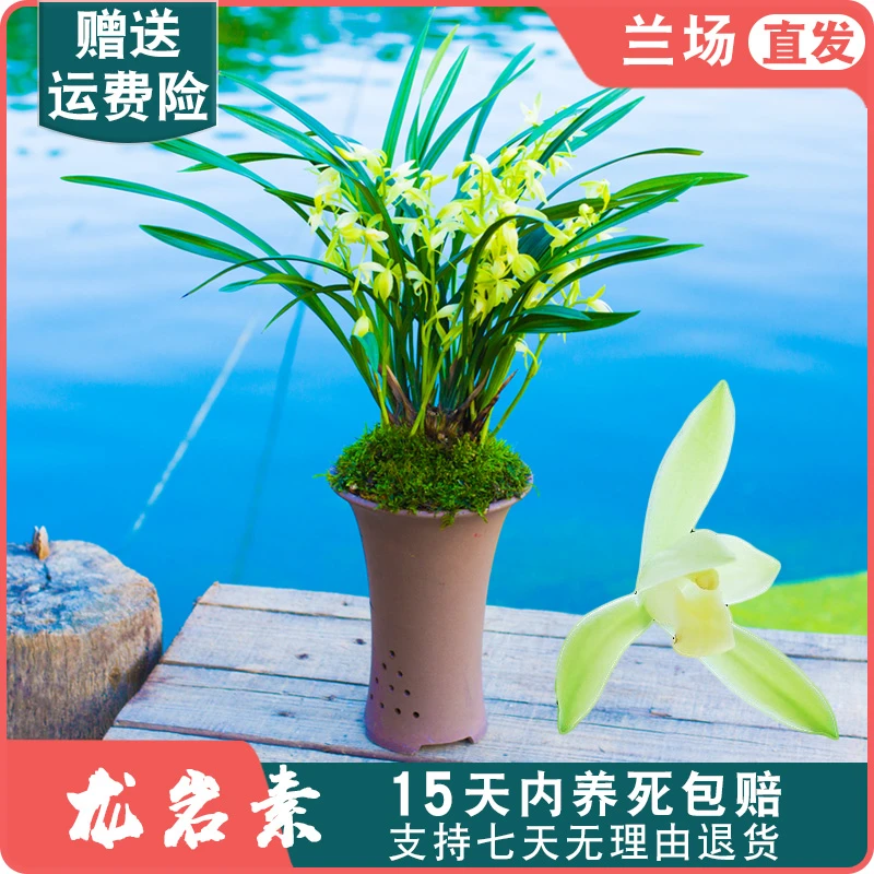 【龙岩素】兰花苗建兰四季兰名贵盆栽花卉植物室内浓香兰草国兰客厅