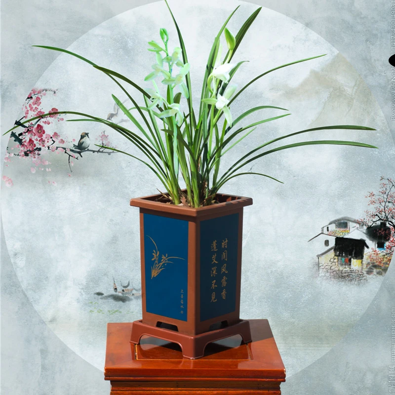 带盆【建兰铁骨天香】兰花苗精品养护名贵盆栽花卉浓香种植基地叶片