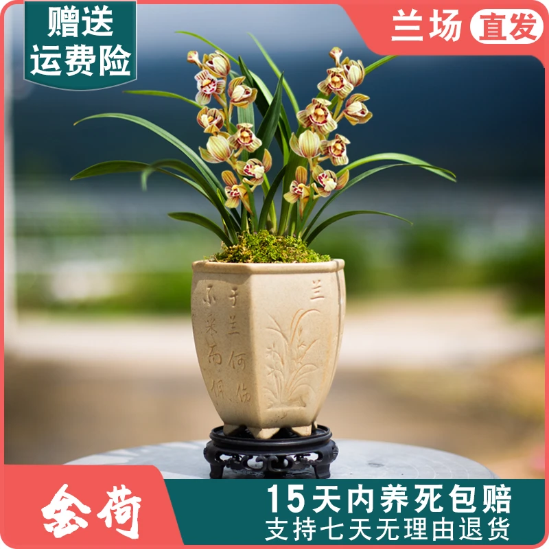 紫纱盆栽好【金荷】建兰名贵兰花苗盆栽花卉植物浓香国兰好养兰草