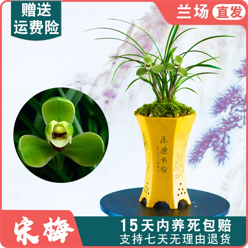 【春兰宋梅】兰花苗春兰名贵老种浓香梅瓣盆栽花卉兰草国兰室内客厅
