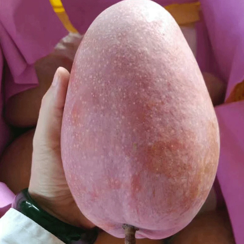 正宗红玉芒太阳之子个头大肉厚皮薄核小多汁香甜正季8斤装整箱