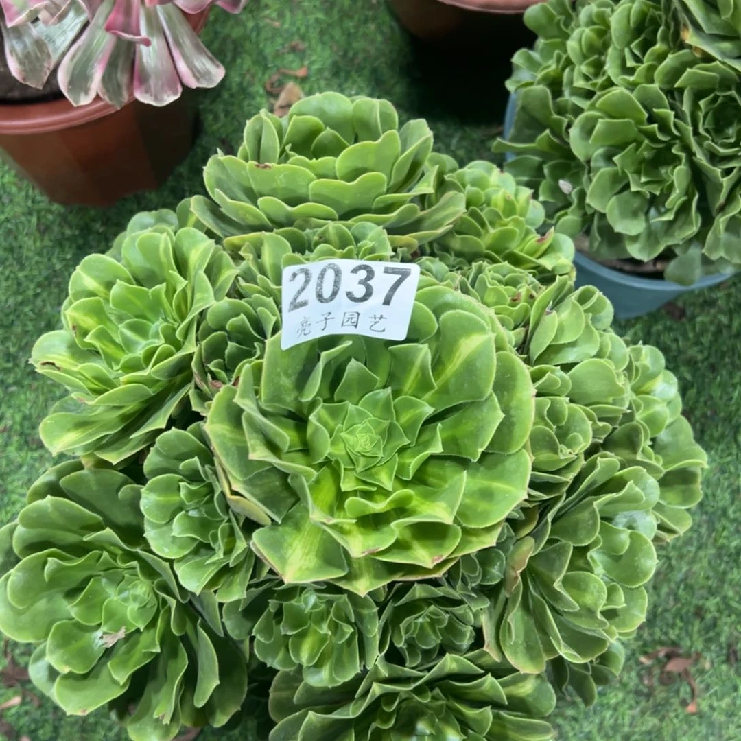 多肉翡翠琉璃0002037号