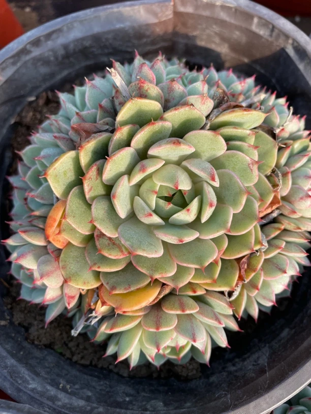 满28元包邮，笨吧多头群生