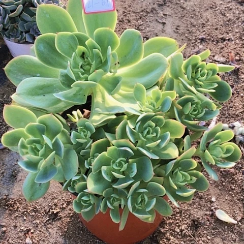 碧桃大群，21-69……