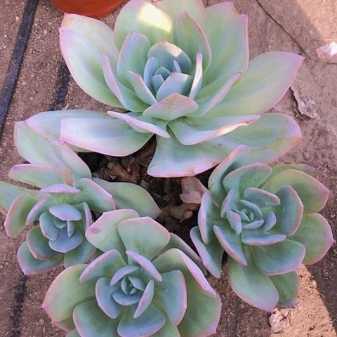 雨宸多肉白凤砍头群23-51