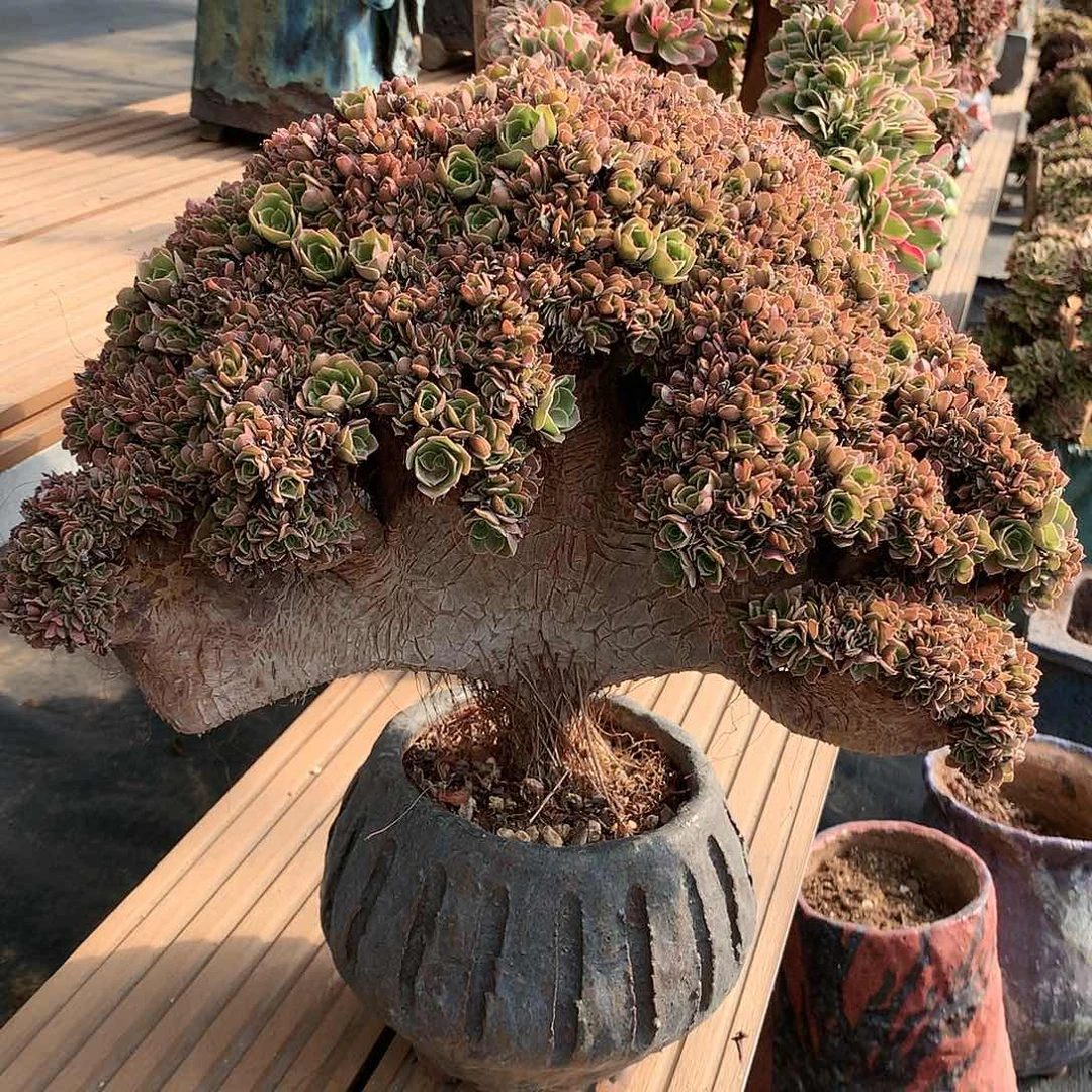 玫瑰朵朵脱土发货