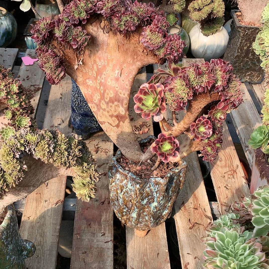 欧嘉莉缀化脱土发货