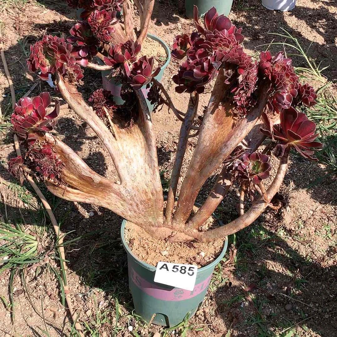 花纳缀脱土发货啊