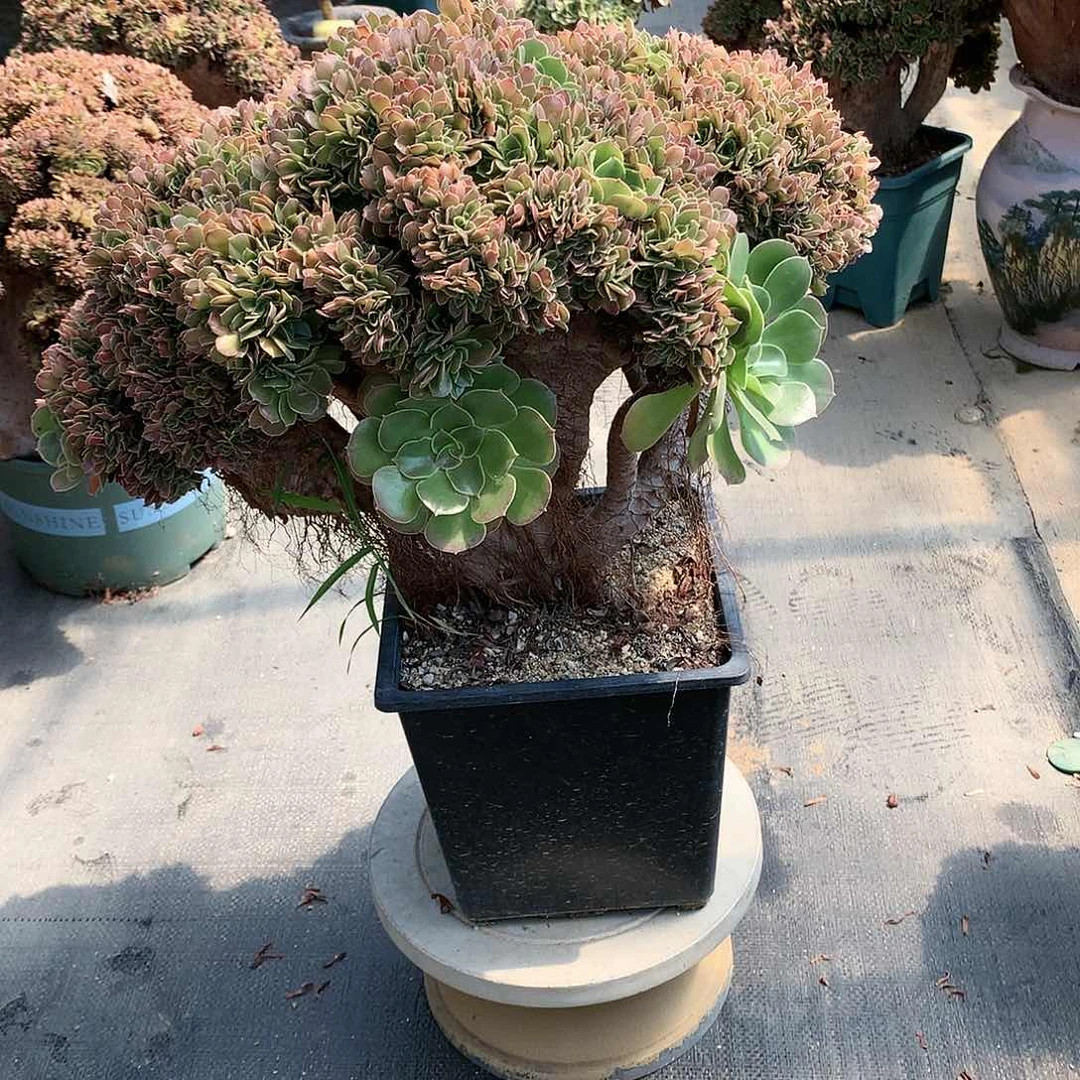 531号玫瑰朵朵脱土发货