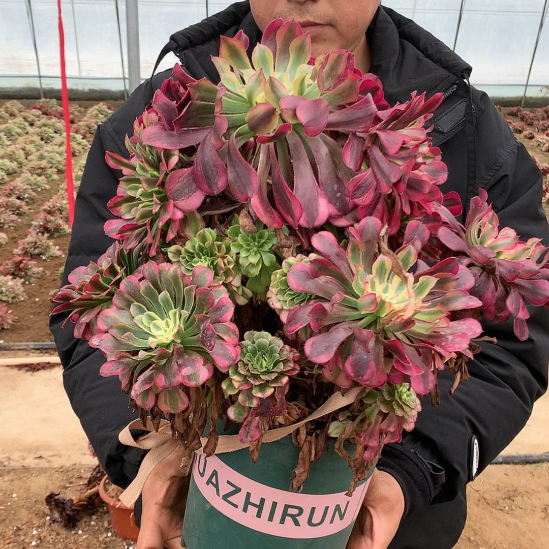 【闪购商品】祝融捧花