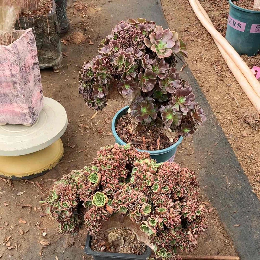 【闪购商品】瑕疵两个一起发货