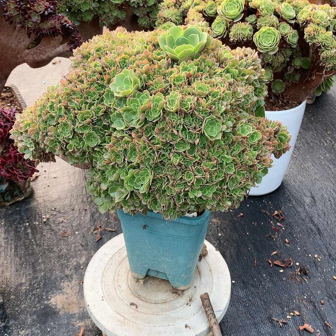 玫瑰朵朵脱土发货啊