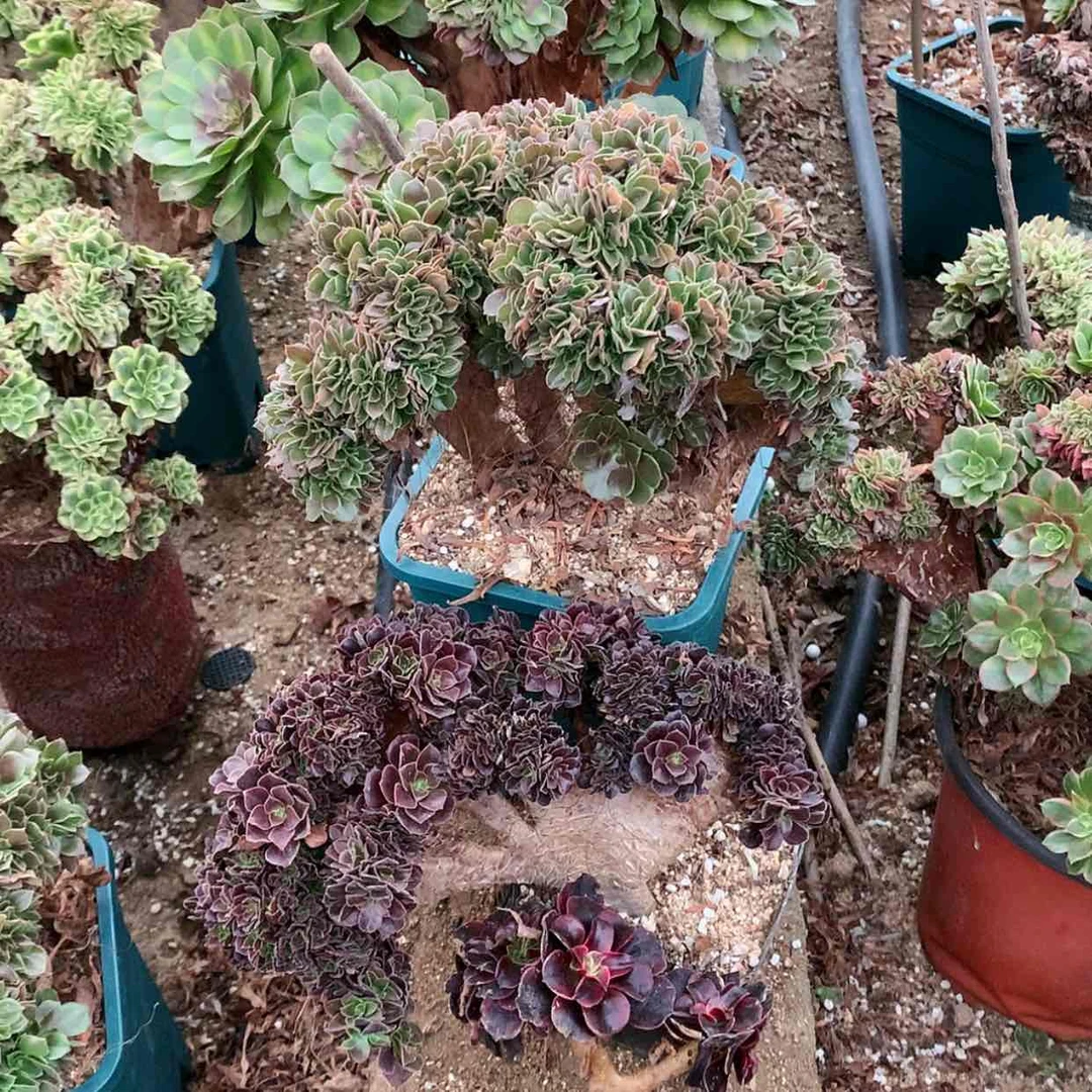 【闪购商品】三个一起