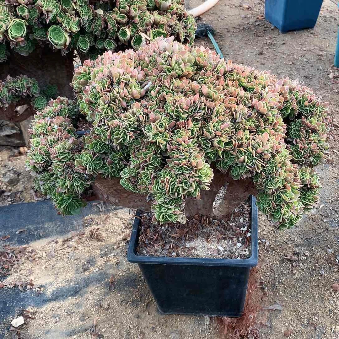 玫瑰朵朵脱土发货啊