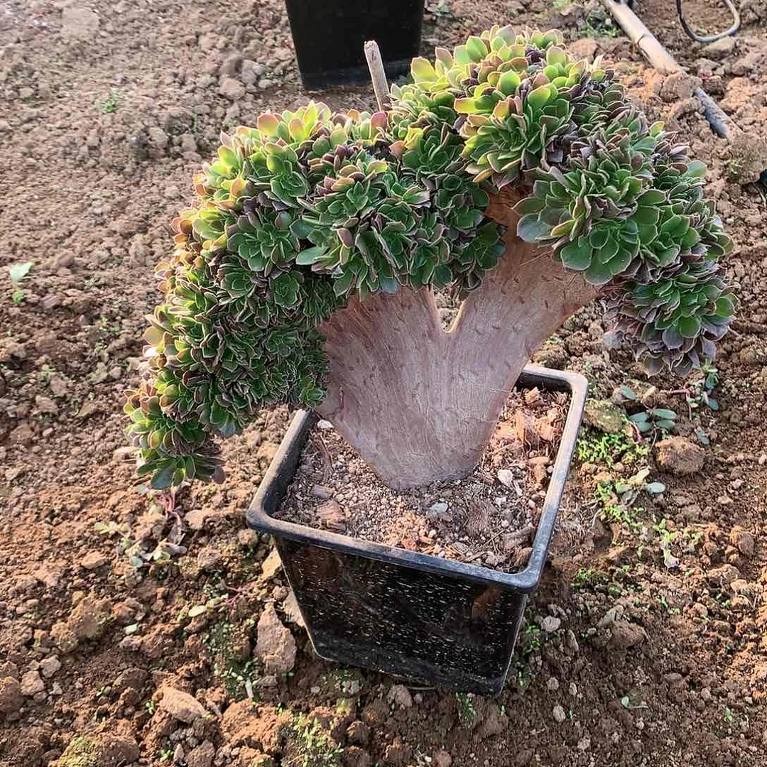 玫瑰缀化脱土发货啊