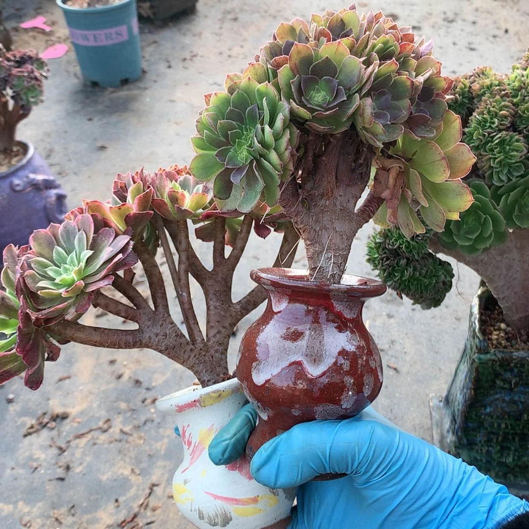 【闪购商品】?****店两个一起带盆发货