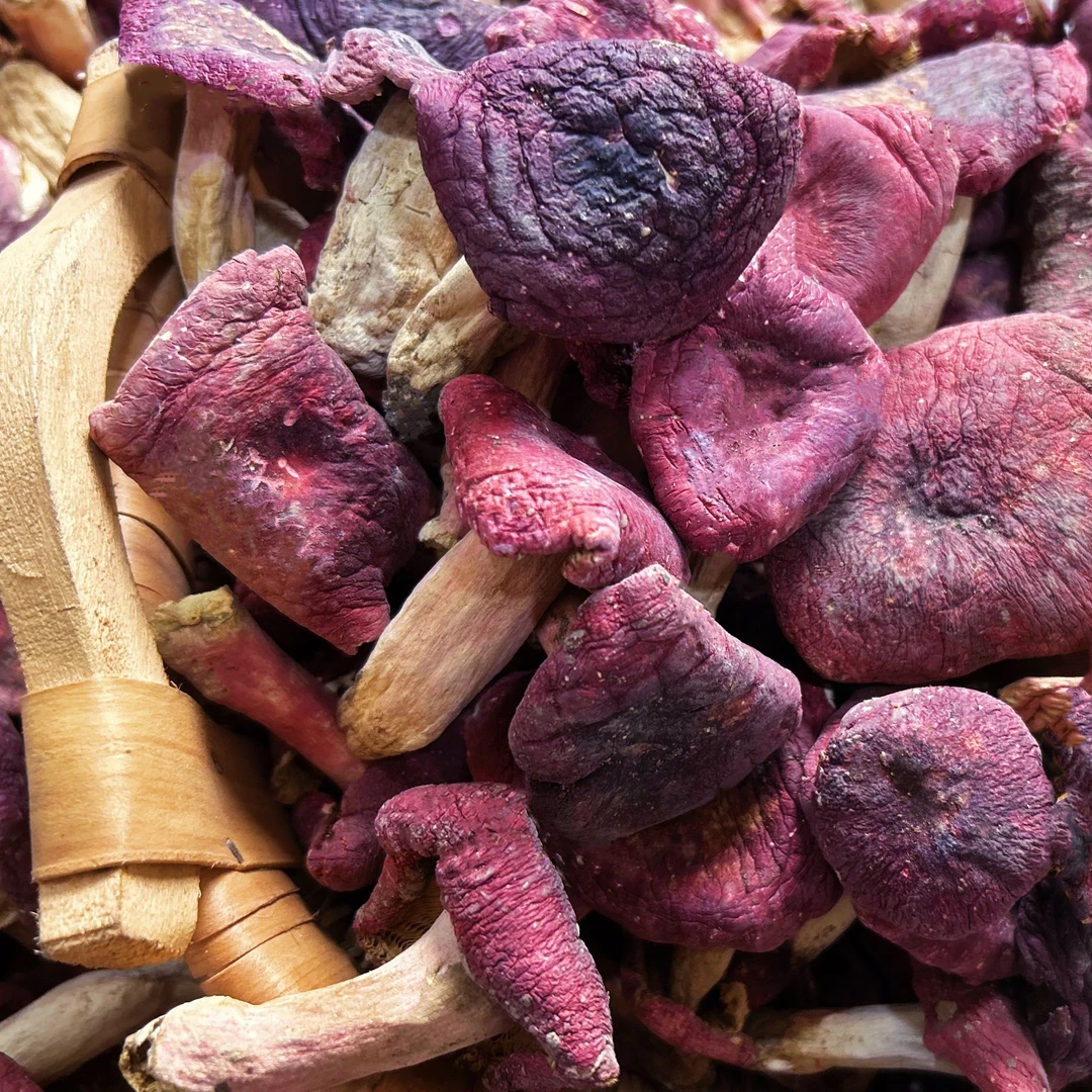 红菇胖头菇厚肉煲汤红蘑菇