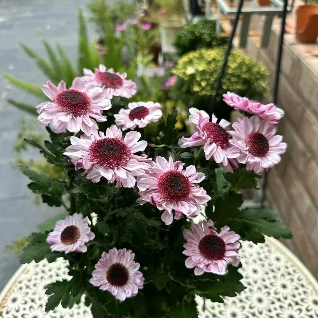 [草莓熊小菊]花期长好养活多年生多季开花