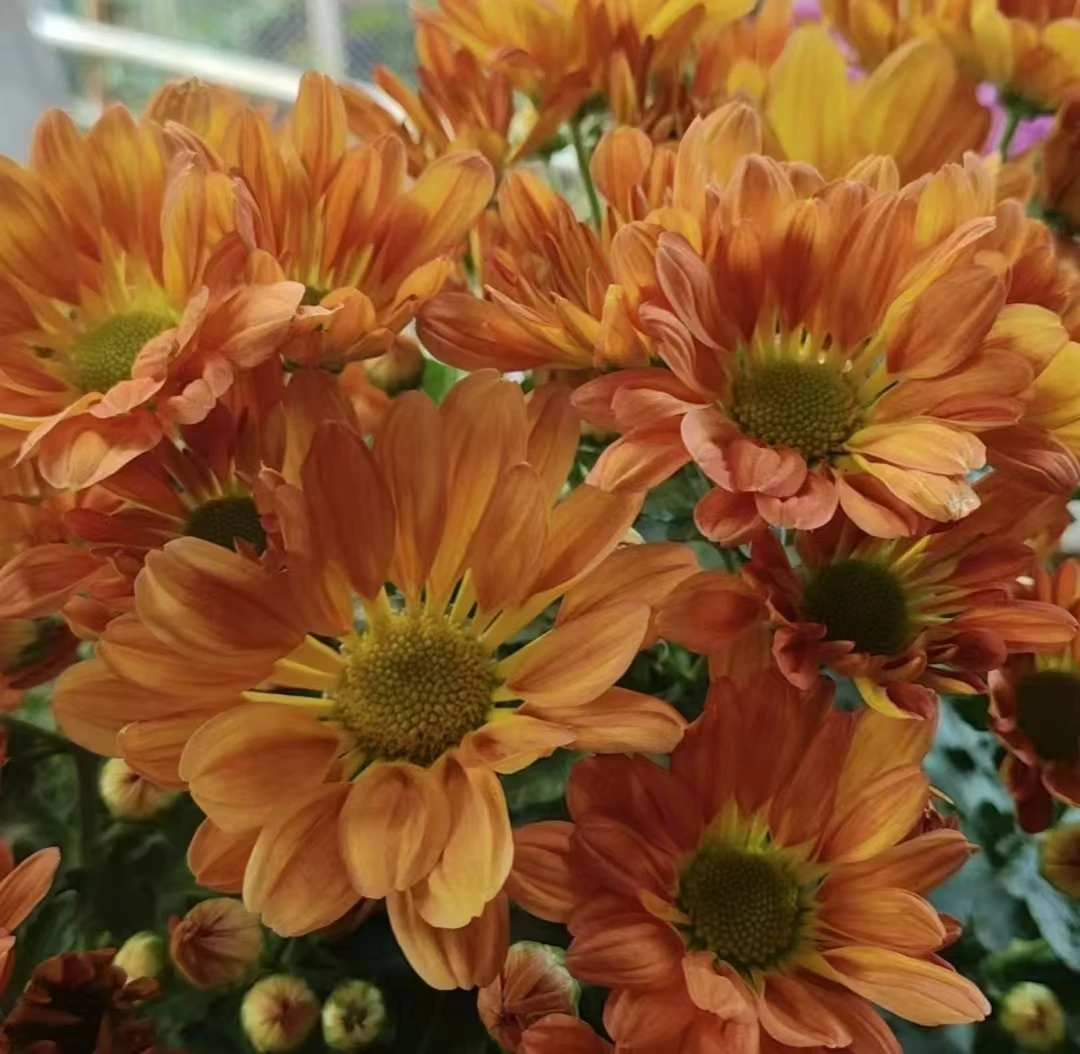 [微风蜜菊]多季节开花花期长好养活多年生庭院阳台地栽盆栽花卉