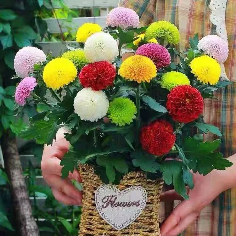 [乒乓球小菊]盆栽 花期长千头菊乒乓球菊带花苞发货